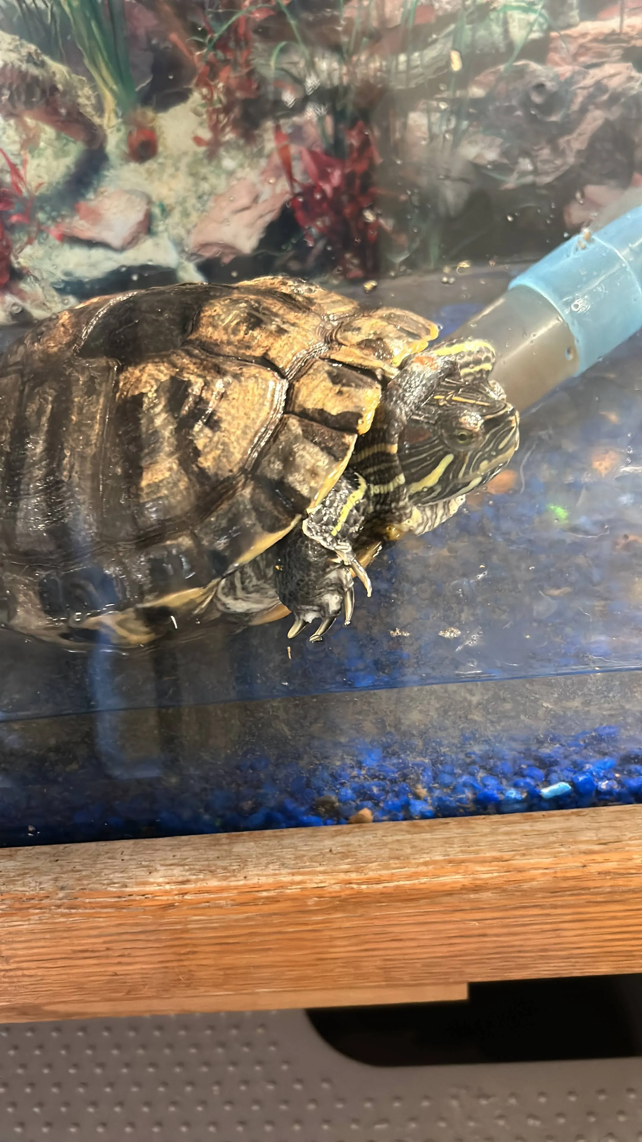 Full Grown turtle care in Windsor